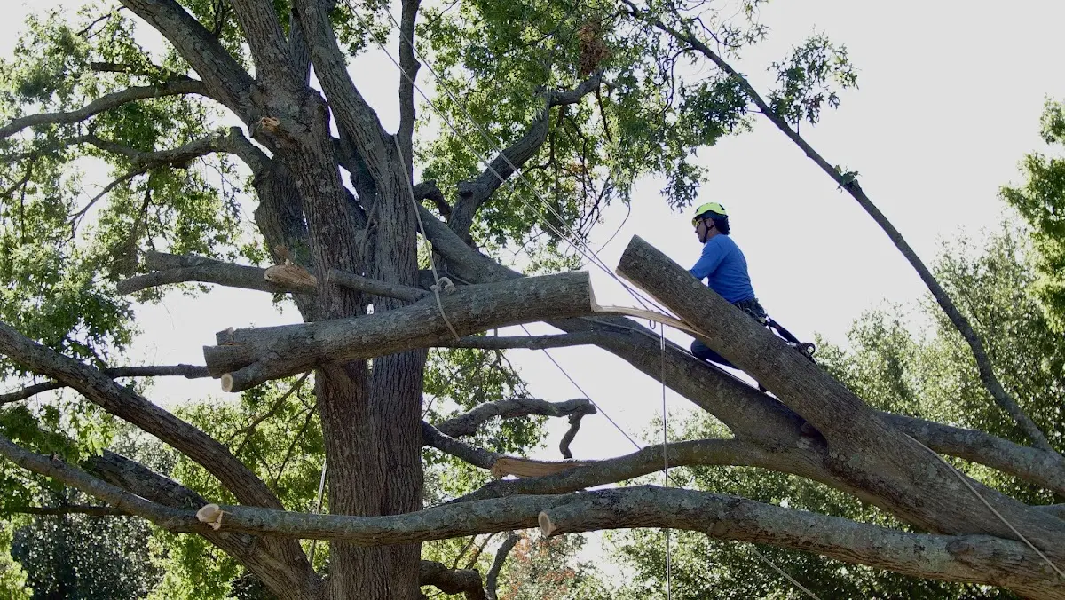 Professional Crown Thinning performed by certified arborists in Bedminster