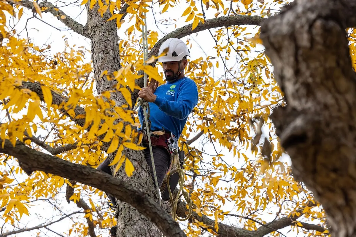 Skilled Tree Transplanting crew working in Bedminster